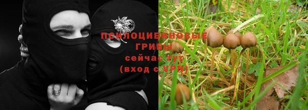 PSILOCYBIN Вяземский